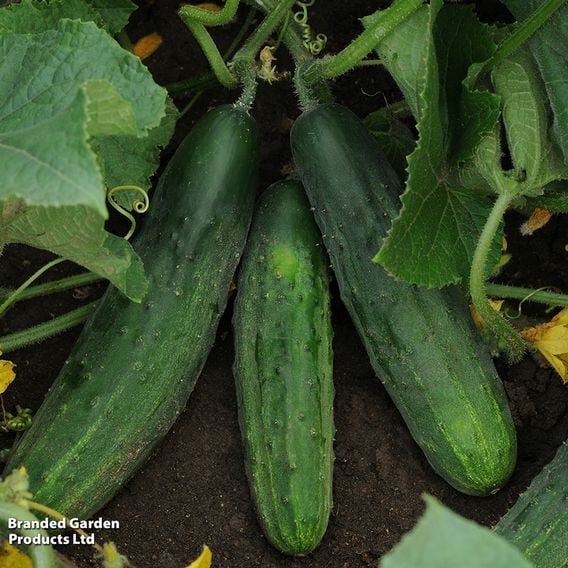 Cucumber 'Patio Snacker'