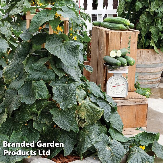 Cucumber 'Peticue'