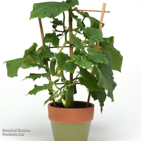 Cucumber 'Quick Snack' F1 - Seeds