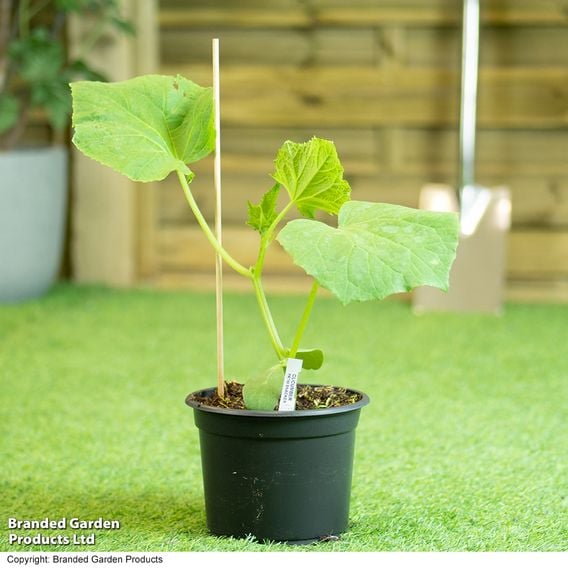 Cucumber 'Patio Snacker'