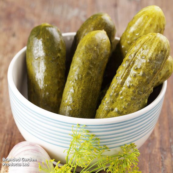Cucumber 'Venlo Pickling (Gherkin)' - Seeds