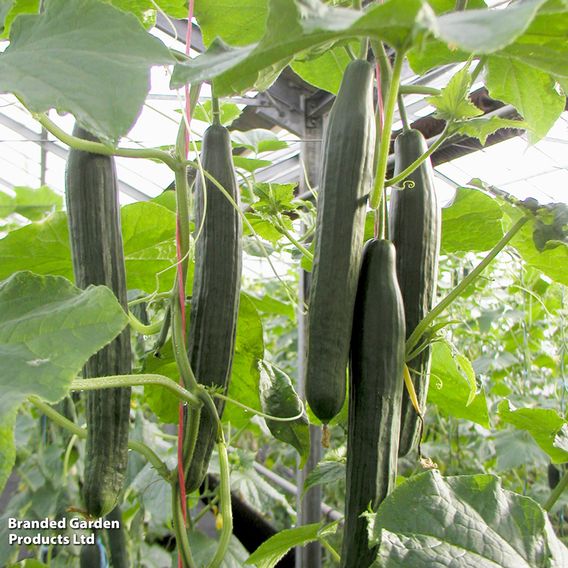 Cucumber 'Vista' F1 - Seeds