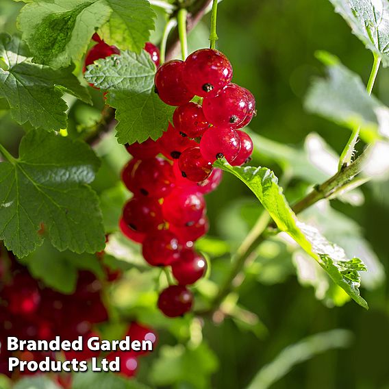 Redcurrant 'Summer Pearls Red'