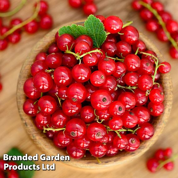 Redcurrant 'Summer Pearls Red'