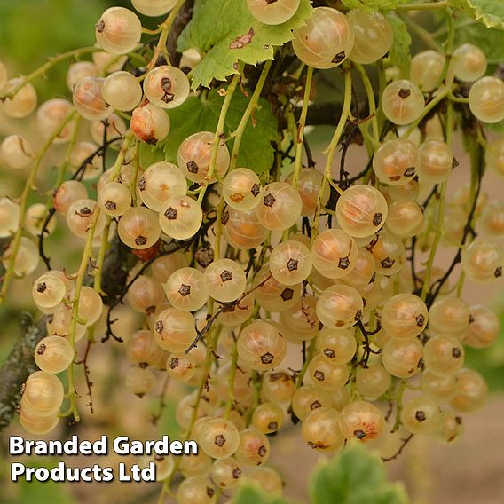 Currant 'Trio'