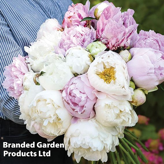 Peony 'Scented Bouquet Mix'