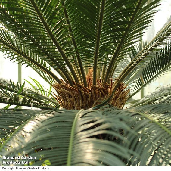Cycas revoluta 'King Sago' Palm