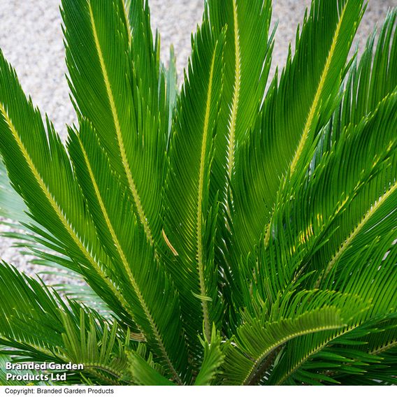 Cycas revoluta 'King Sago' Palm