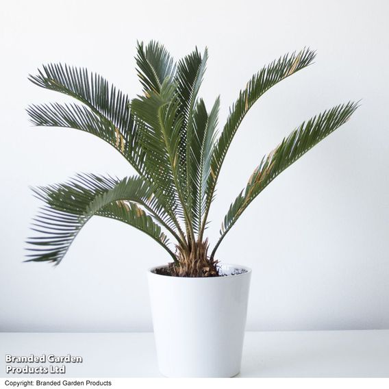 Cycas revoluta 'King Sago' Palm