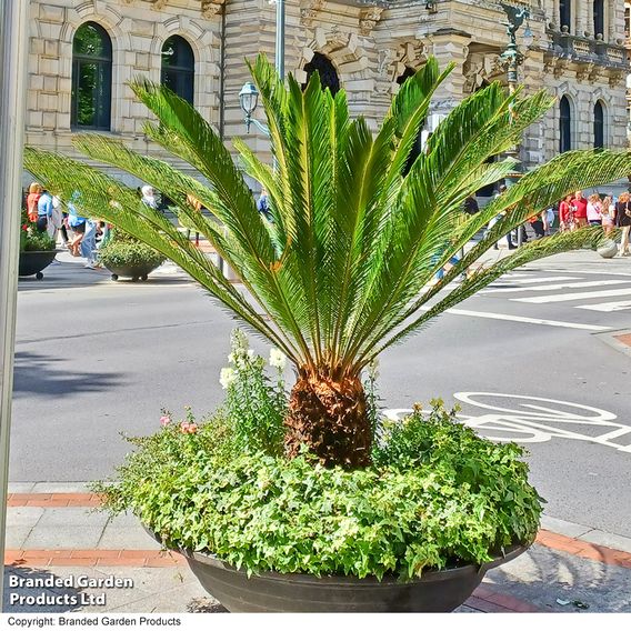 Cycas revoluta 'King Sago' Palm