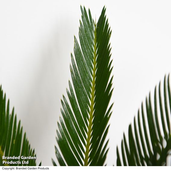 Cycas revoluta 'King Sago' Palm