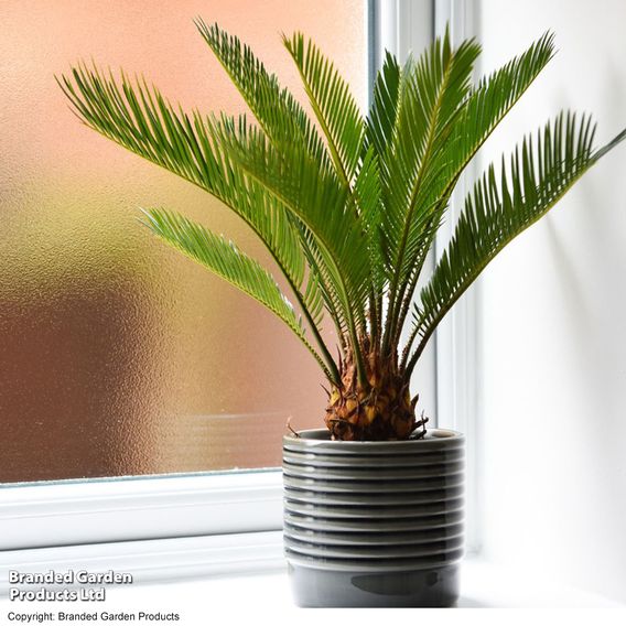 Cycas revoluta 'King Sago' Palm