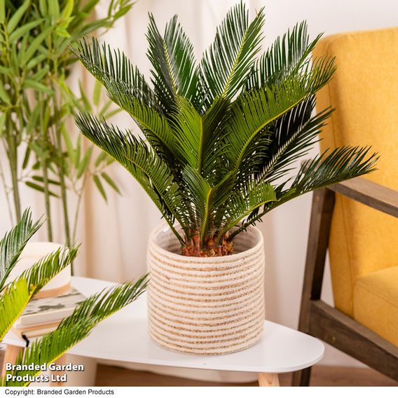 Cycas revoluta 'King Sago' Palm