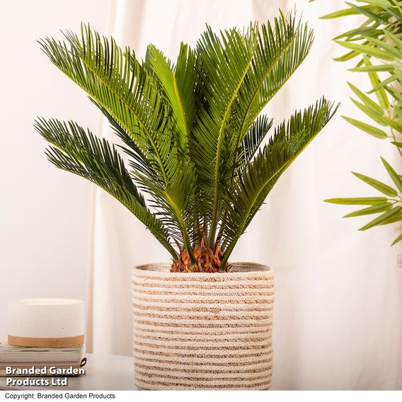 Cycas revoluta 'King Sago' Palm