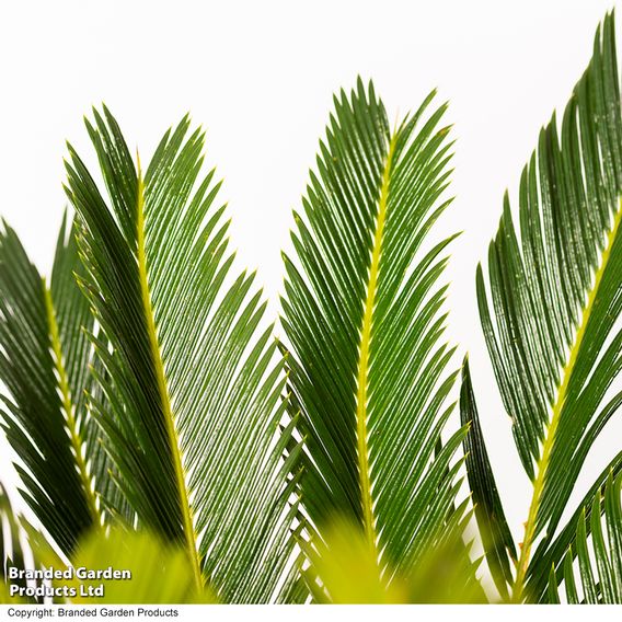 Cycas revoluta 'King Sago' Palm