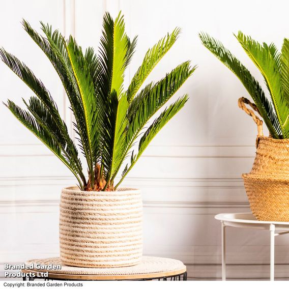 Cycas revoluta 'King Sago' Palm