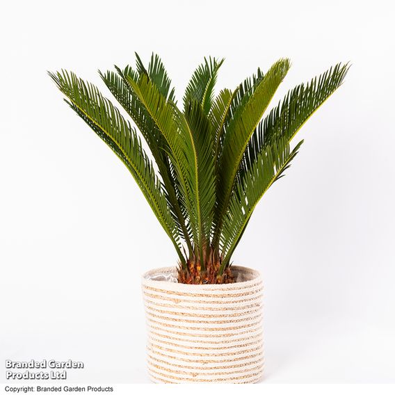 Cycas revoluta 'King Sago' Palm