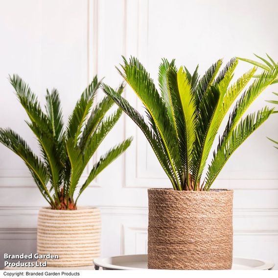 Cycas revoluta 'King Sago' Palm