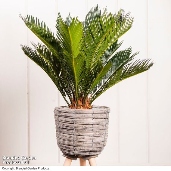 Cycas revoluta 'King Sago' Palm