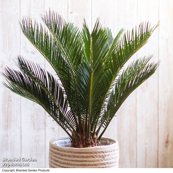 Cycas revoluta 'King Sago' Palm