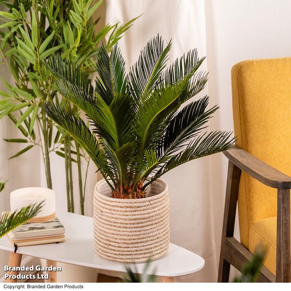 Cycas revoluta 'King Sago' Palm