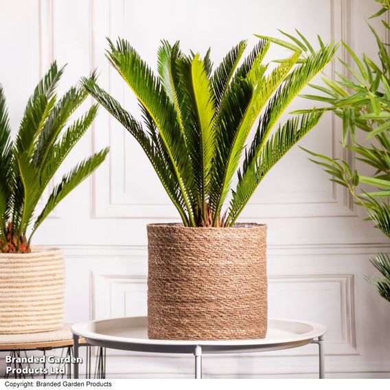 Cycas revoluta 'King Sago' Palm
