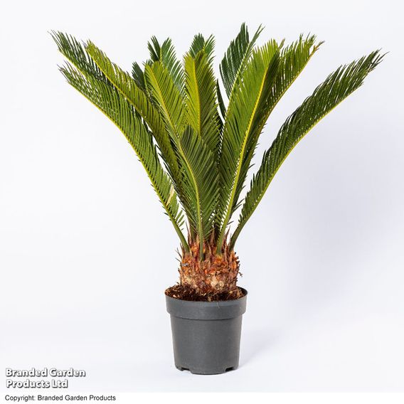 Cycas revoluta 'King Sago' Palm