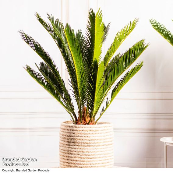 Cycas revoluta 'King Sago' Palm