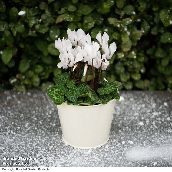 Cyclamen 'Winter Wonderland' White
