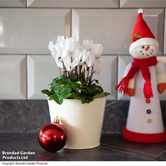 Cyclamen 'Winter Wonderland' White