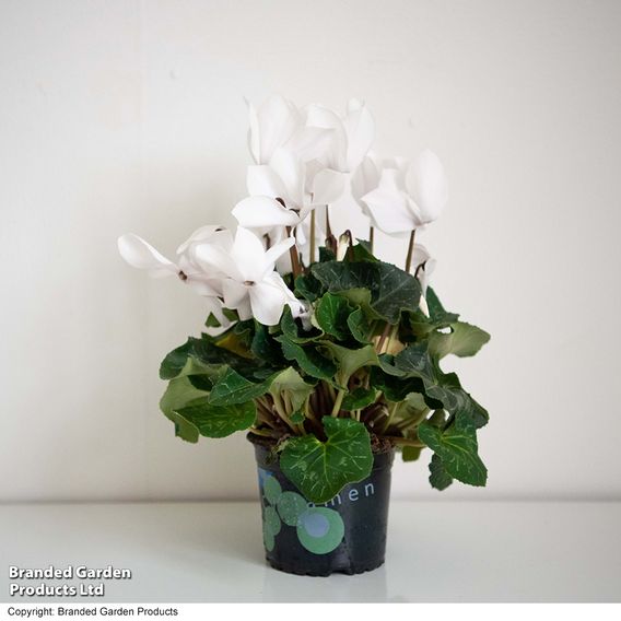 Cyclamen 'Winter Wonderland' White