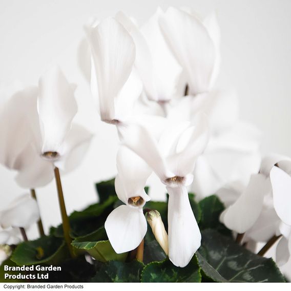 Cyclamen 'Winter Wonderland' White
