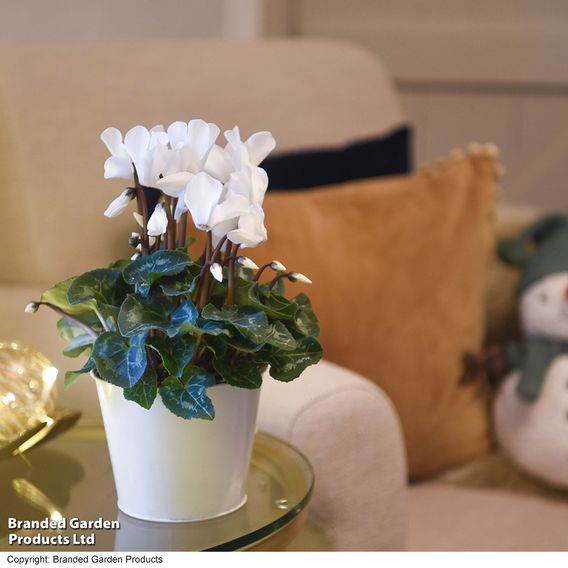Cyclamen 'Winter Wonderland' White