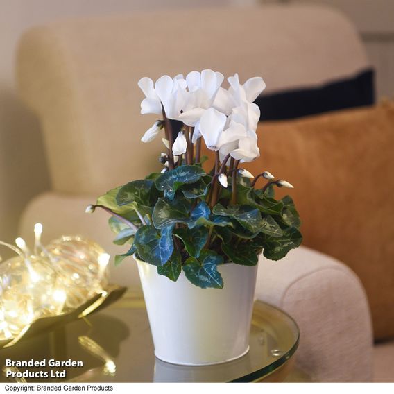 Cyclamen 'Winter Wonderland' White