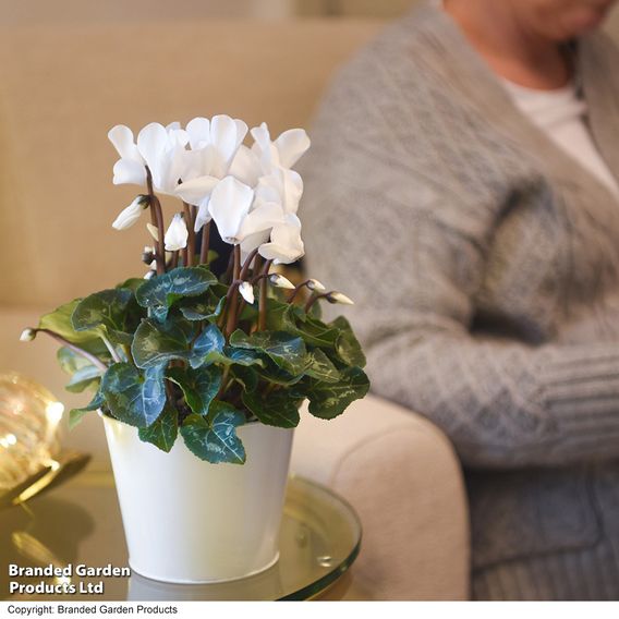 Cyclamen 'Winter Wonderland' White