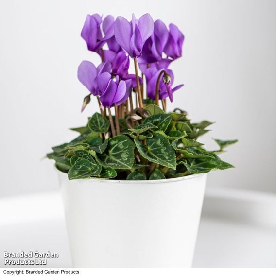 Cyclamen persicum 'Dragon Blue'