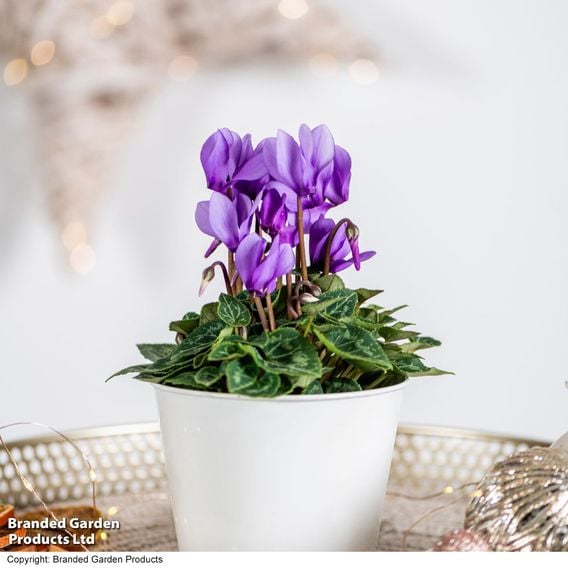 Cyclamen persicum 'Dragon Blue'