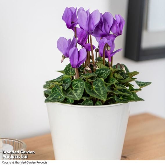Cyclamen persicum 'Dragon Blue'