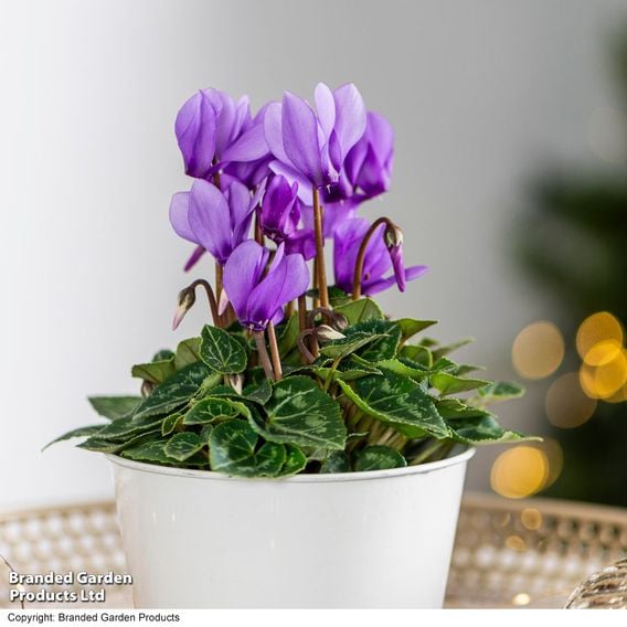 Cyclamen persicum 'Dragon Blue'