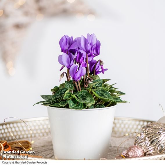 Cyclamen persicum 'Dragon Blue'