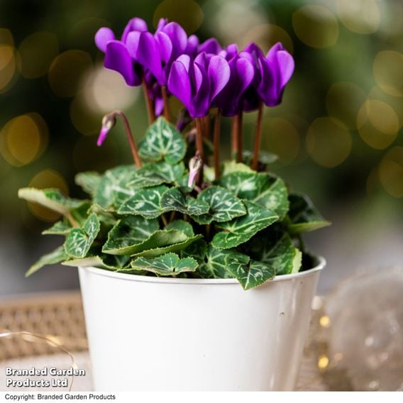 Cyclamen persicum 'Dragon Deep Blue'