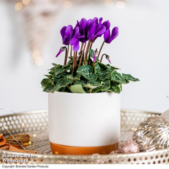Cyclamen persicum 'Dragon Deep Blue'