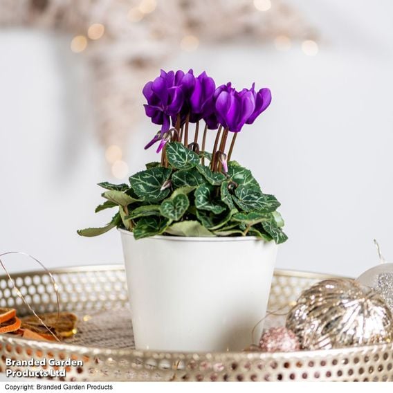 Cyclamen persicum 'Dragon Deep Blue'
