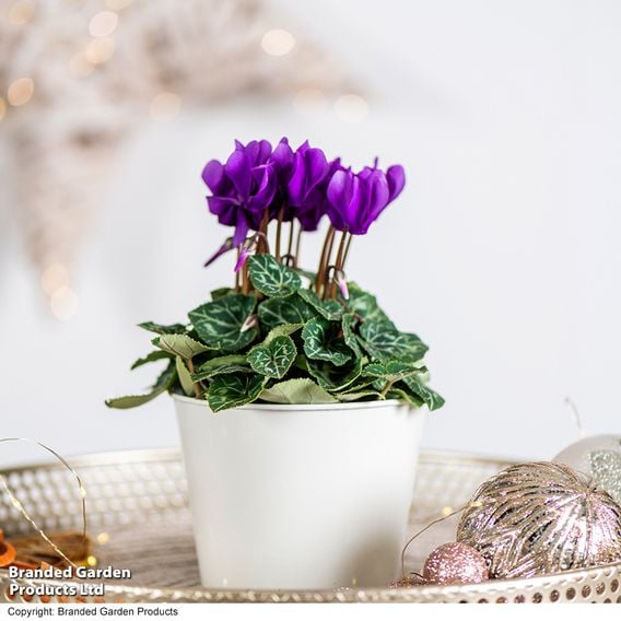 Cyclamen persicum 'Dragon Deep Blue'