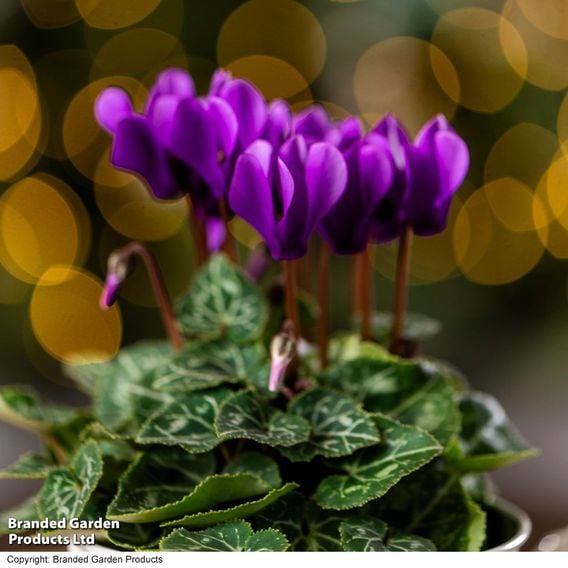 Cyclamen persicum 'Dragon Deep Blue'