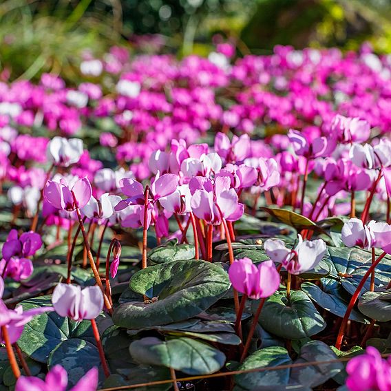 Cyclamen hederifolium