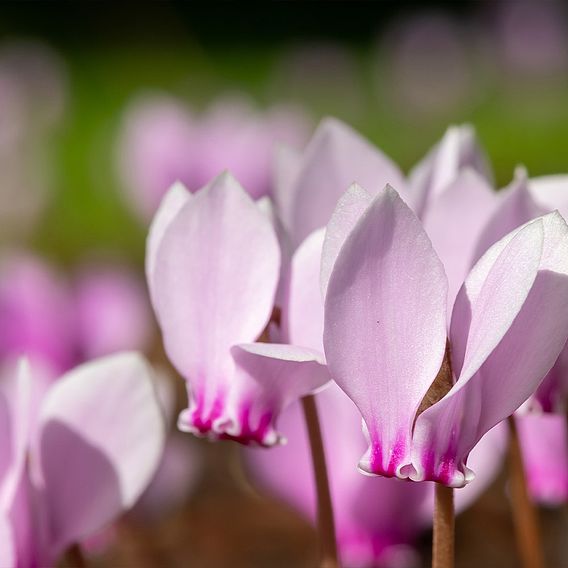 Cyclamen hederifolium