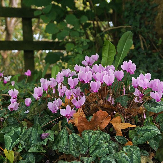 Cyclamen hederifolium