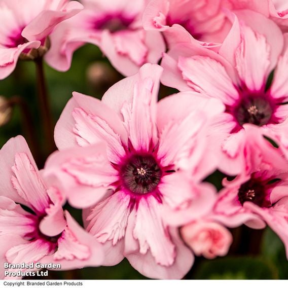 Cyclamen persicum 'Illusia'
