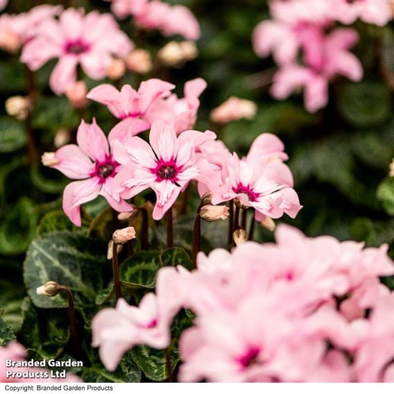 Cyclamen persicum 'Illusia'